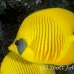 butterflyfish_masked_ss_si_h_0023_egy1522.jpg